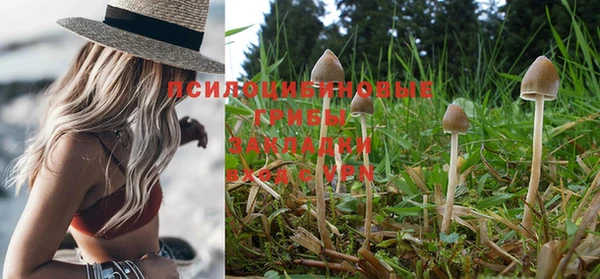 прущие грибы Баксан