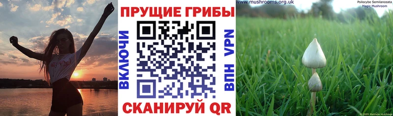 Псилоцибиновые грибы Cubensis цена наркотик Калининец